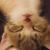 霸王猫